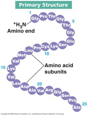 Primary Structure of Protein Primary Structure of Protein