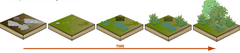 primary succession primary succession