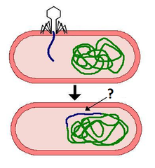 prophage prophage