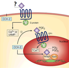 prostaglandins prostaglandins