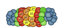 proteasomes proteasomes