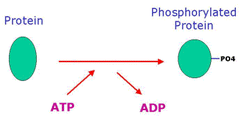protein kinase protein kinase