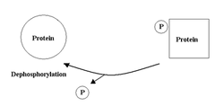 protein phosphatases protein phosphatases