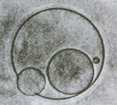 protobionts protobionts