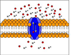 proton-motive force proton-motive force