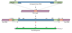 provirus provirus