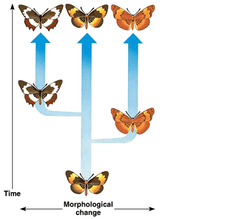 punctuated equilibrium punctuated equilibrium