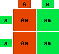 Punnett square Punnett square