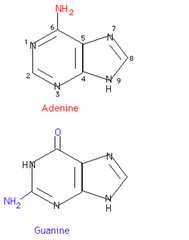 purines purines