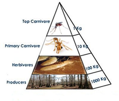 pyramids of biomass pyramids of biomass