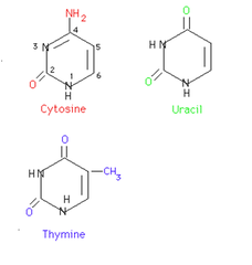 pyrimidines pyrimidines