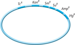 R plasmid R plasmid