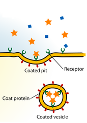 receptor-mediated receptor-mediated