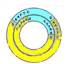 recombinant chromosomes recombinant chromosomes