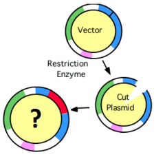 recombinant DNA recombinant DNA