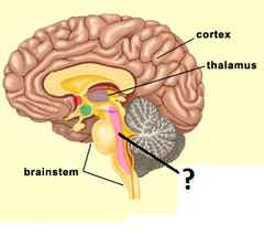 recticular formation recticular formation
