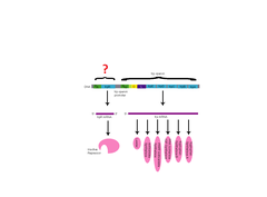 regulatory gene regulatory gene