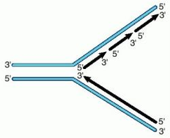 replication fork replication fork