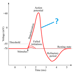 repolarization repolarization