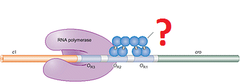 repressor repressor