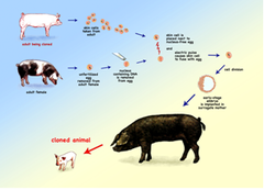 reproductive cloning reproductive cloning