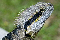 Reptile Reptile