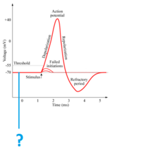 resting potential resting potential