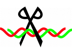restriction enzyme restriction enzyme