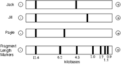restriction fragment length polymorphisms (RFLPs) restriction fragment length polymorphisms (RFLPs)