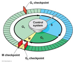restriction point restriction point
