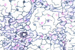 reticular fibers reticular fibers