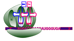 ribosomal A site ribosomal A site