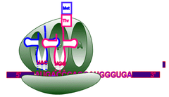 Ribosomal E site Ribosomal E site