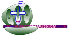 ribosomal P site ribosomal P site