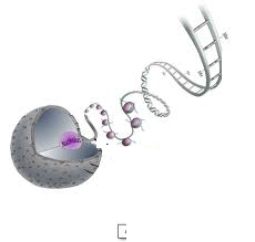 ribosomal RNA (rRNA) ribosomal RNA (rRNA)