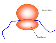 ribosomes ribosomes