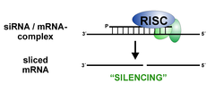 RNA interference RNA interference