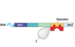 RNA polymerase RNA polymerase