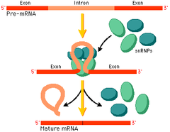 RNA processing RNA processing