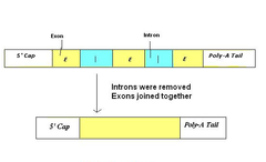 RNA splicing RNA splicing