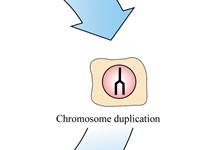 S phase S phase