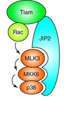 scaffolding proteins scaffolding proteins