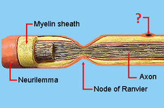 Schwann cells Schwann cells
