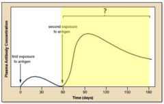 secondary immune response secondary immune response
