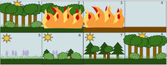 secondary succession secondary succession