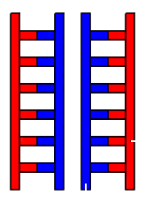 semiconservative model semiconservative model
