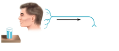sensory neurons sensory neurons
