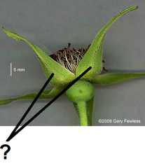 sepal sepal