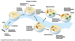 serial endosymbiosis serial endosymbiosis