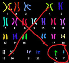 sex chromosomes sex chromosomes
